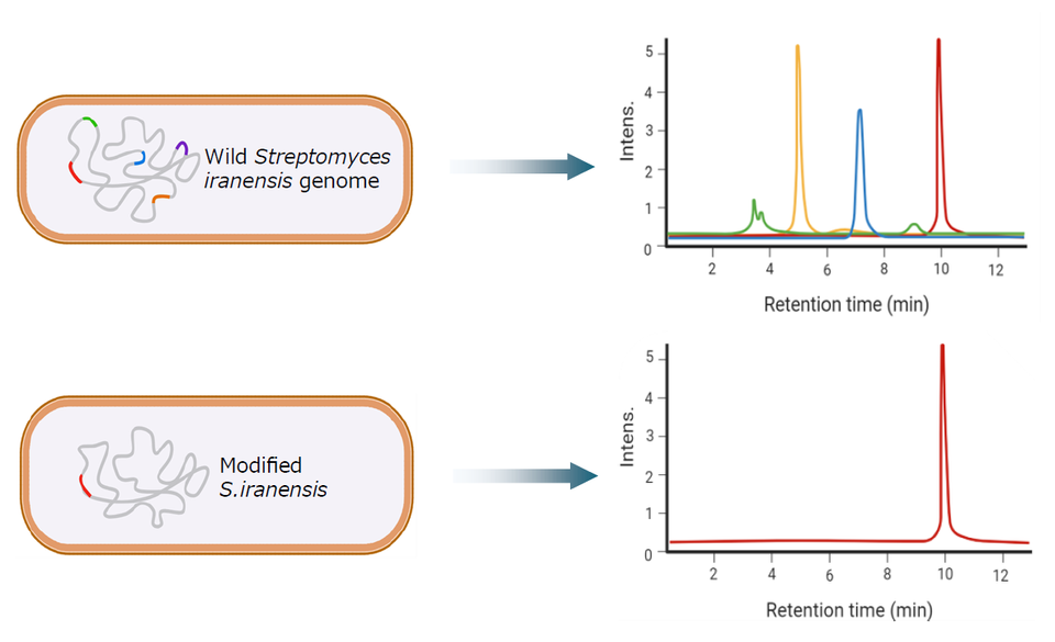 Strain Engineering for Greener Bio-Manufacturing